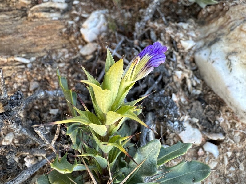 Acanthopsis glauca