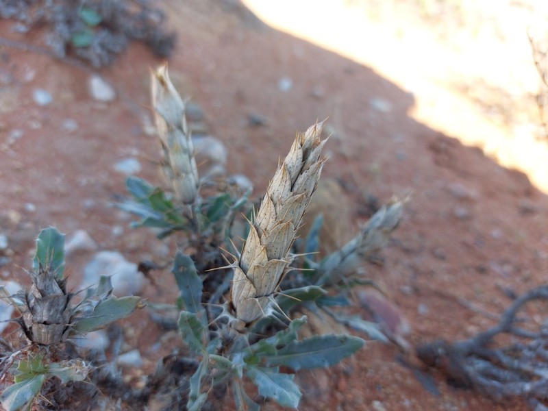 Acanthopsis glauca photo 2