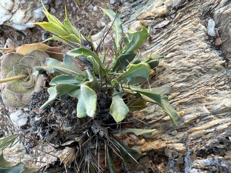 Acanthopsis glauca photo 3