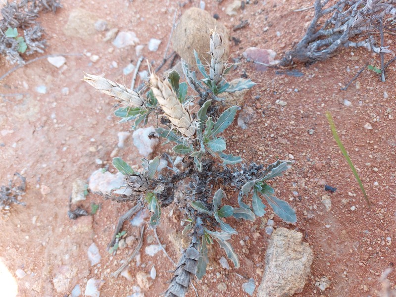 Acanthopsis glauca photo 4