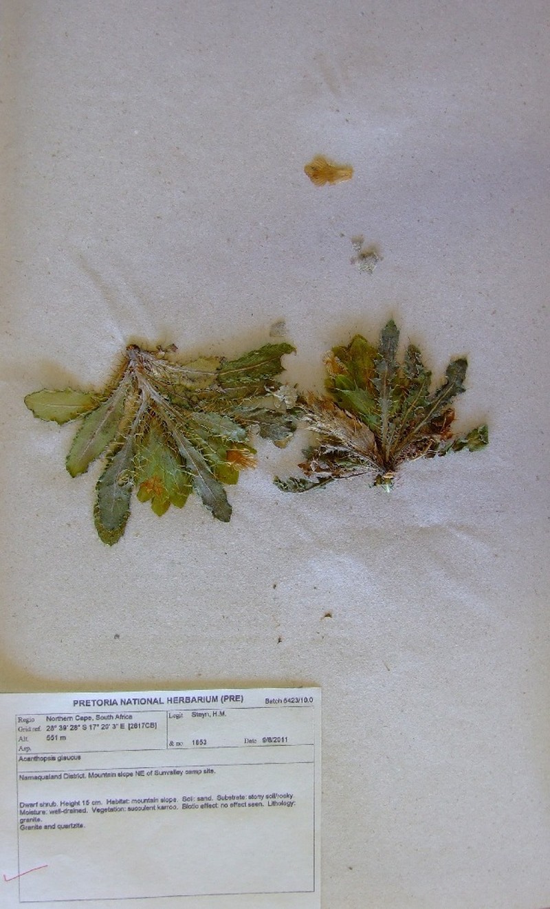 Acanthopsis glauca photo 5