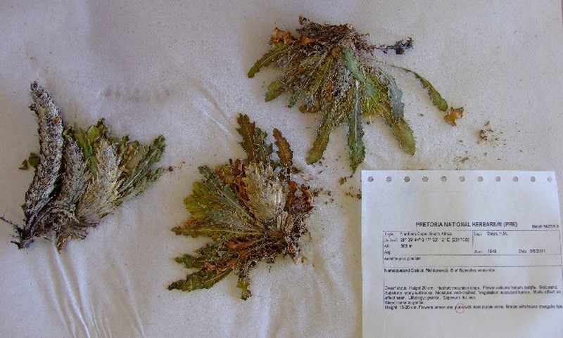 Acanthopsis glauca photo 6