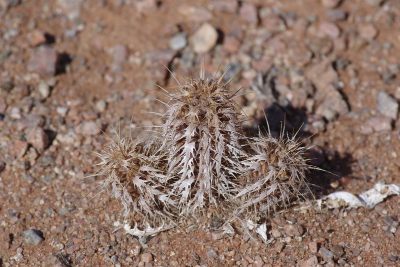 Acanthopsis hoffmannseggiana