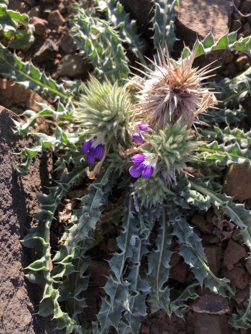 Acanthopsis hoffmannseggiana photo 2
