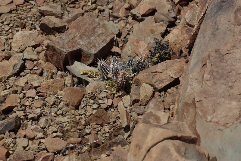 Acanthopsis hoffmannseggiana photo 3