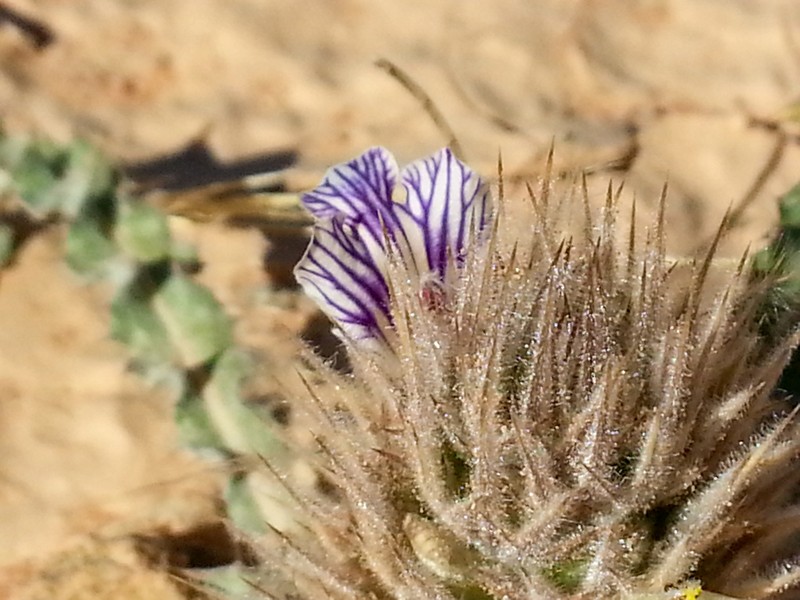 Acanthopsis hoffmannseggiana photo 4