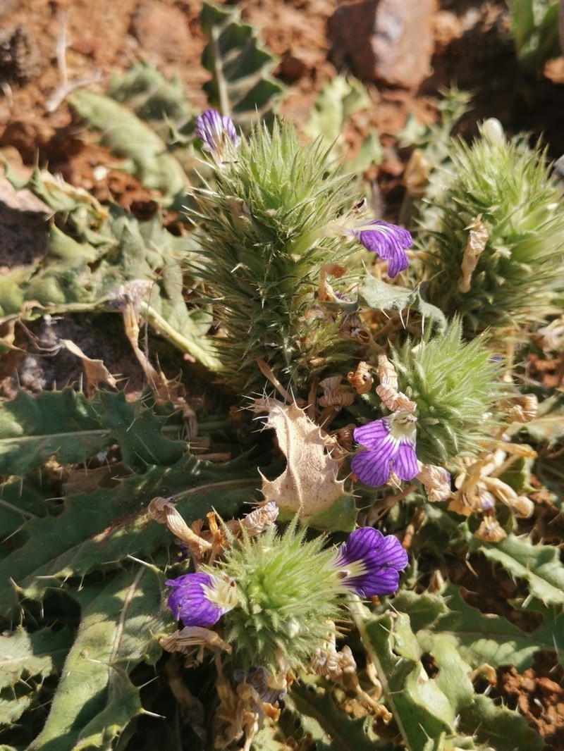 Acanthopsis hoffmannseggiana photo 6