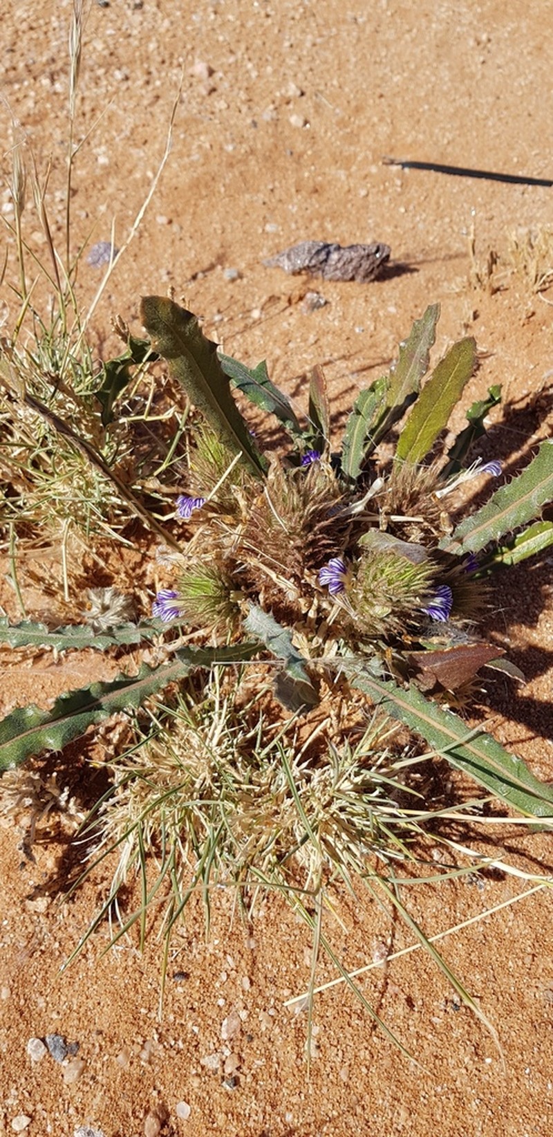 Acanthopsis hoffmannseggiana photo 8