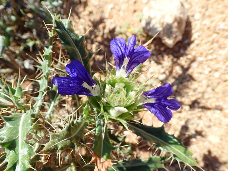 Acanthopsis horrida
