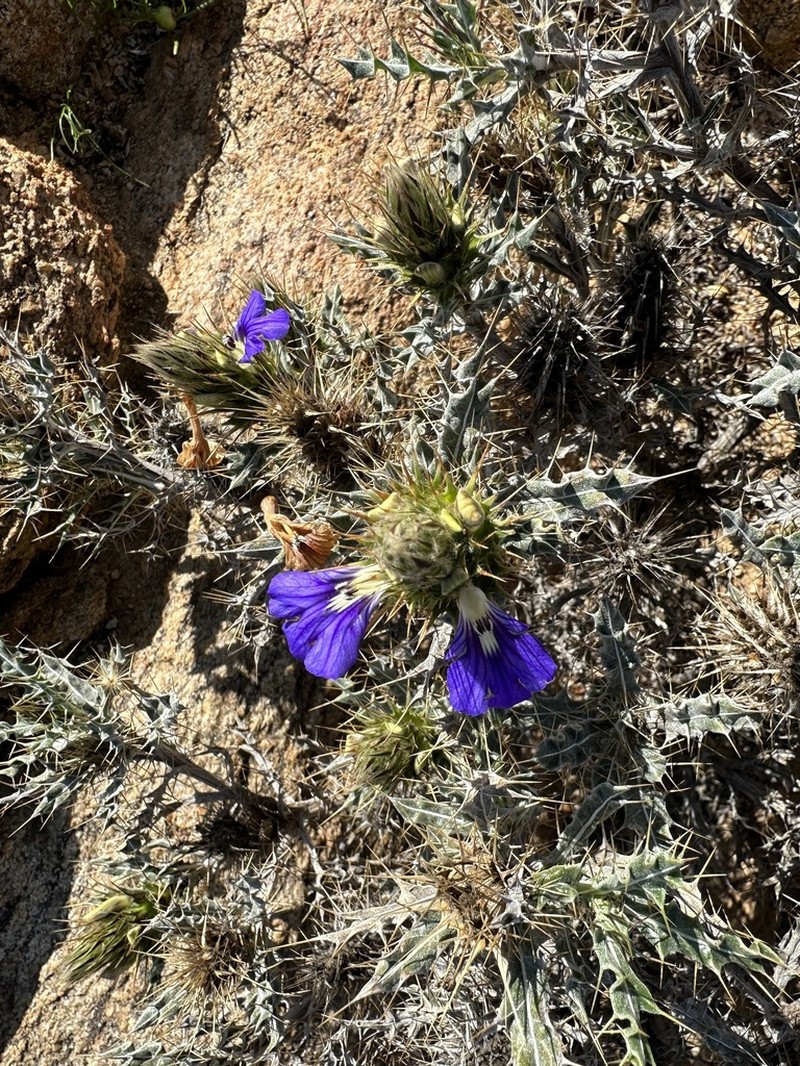 Acanthopsis horrida photo 3