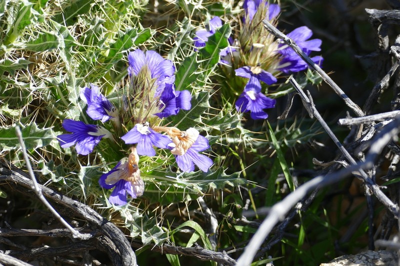 Acanthopsis horrida photo 4