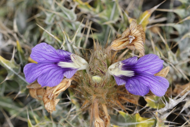 Acanthopsis horrida photo 7