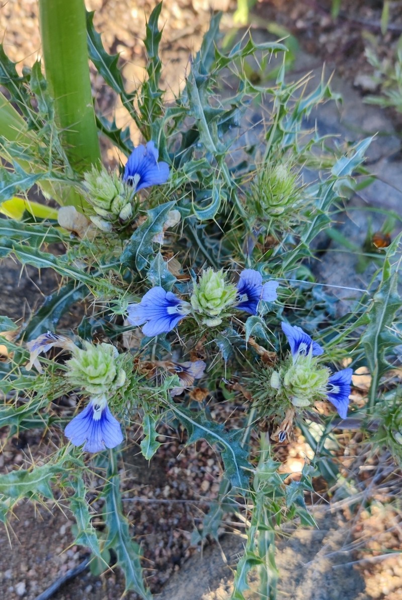 Acanthopsis horrida photo 8
