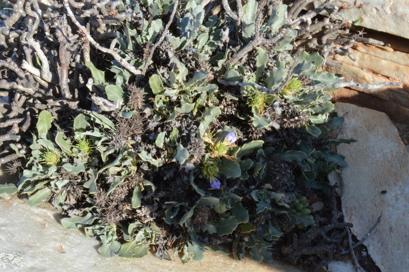 Acanthopsis insueta