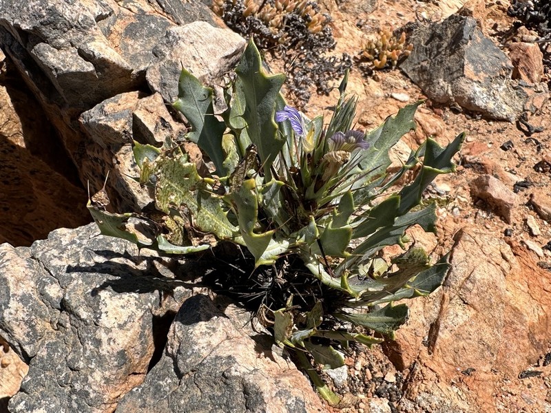 Acanthopsis insueta photo 2