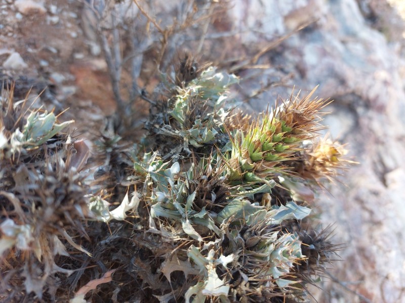Acanthopsis insueta photo 3
