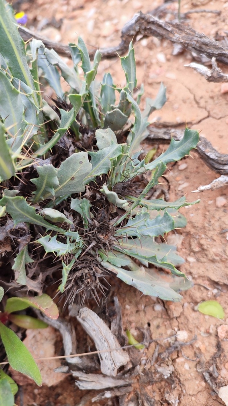 Acanthopsis insueta photo 5