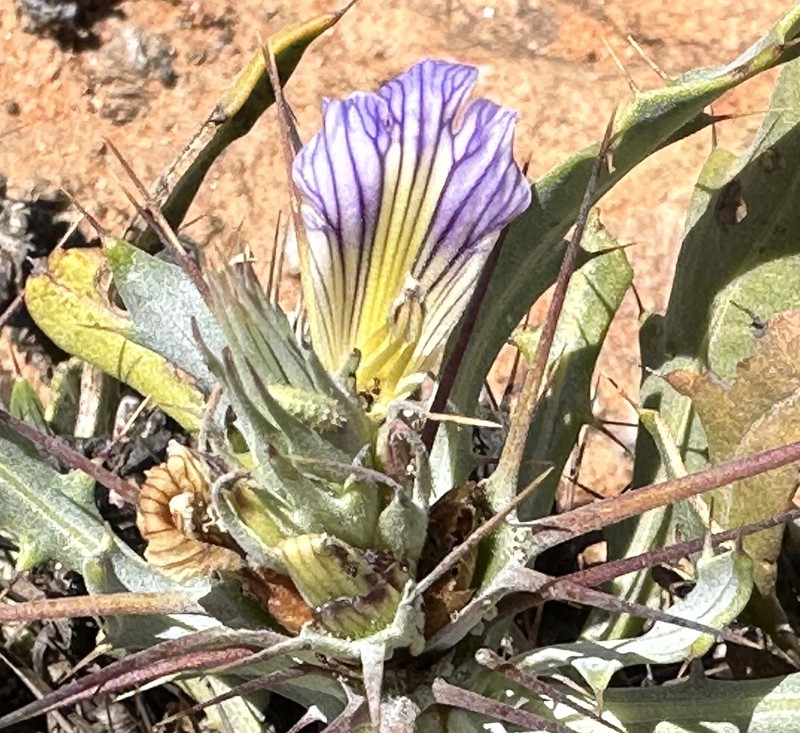 Acanthopsis insueta photo 6