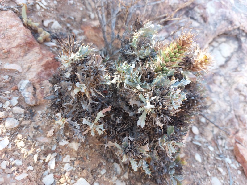 Acanthopsis insueta photo 7