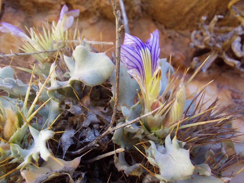 Acanthopsis insueta photo 8