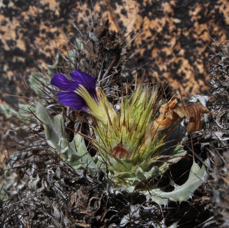 Acanthopsis ludoviciana photo 2