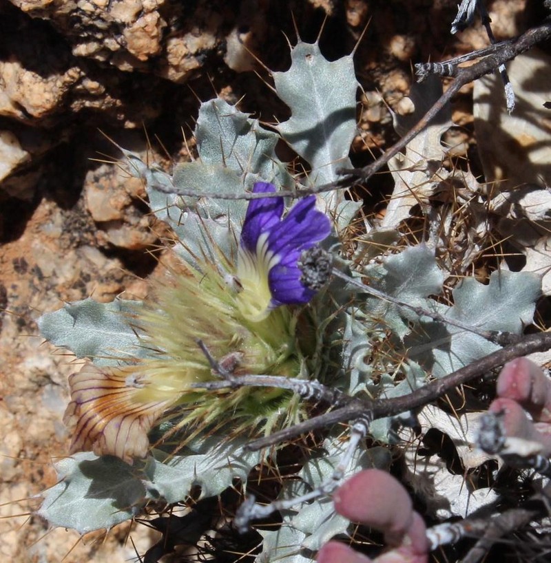 Acanthopsis ludoviciana photo 3