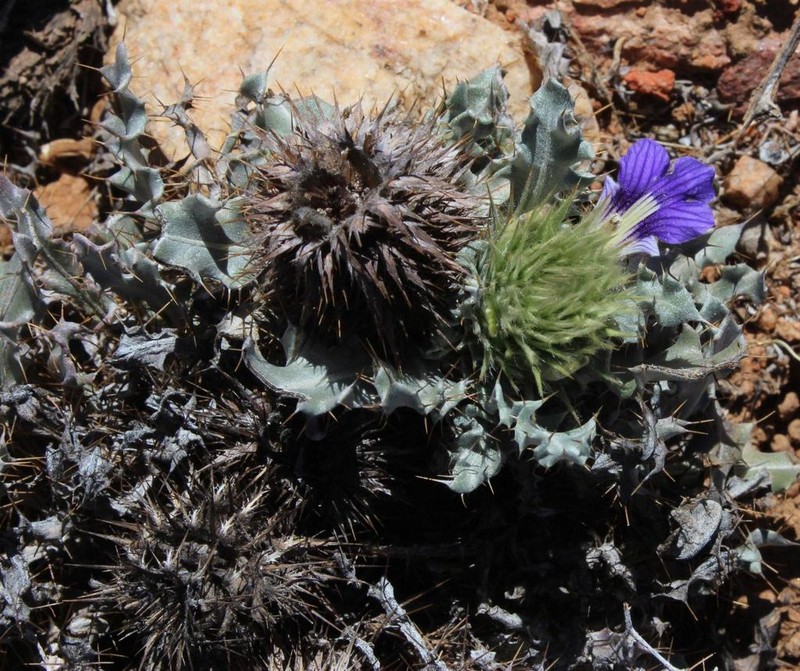 Acanthopsis ludoviciana photo 4