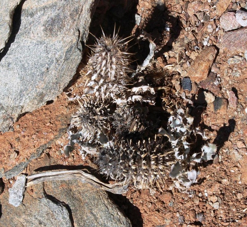 Acanthopsis ludoviciana photo 5