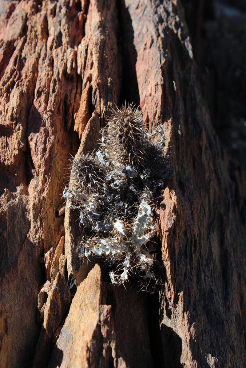 Acanthopsis ludoviciana photo 6