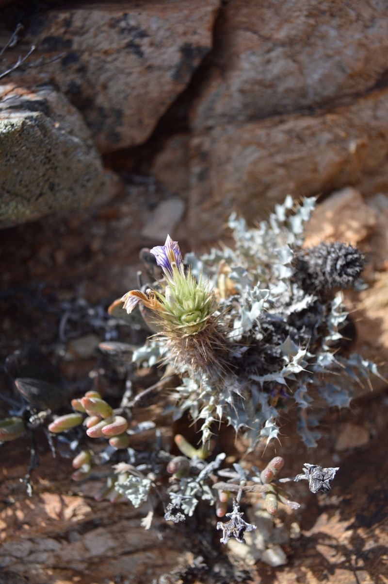 Acanthopsis ludoviciana photo 7
