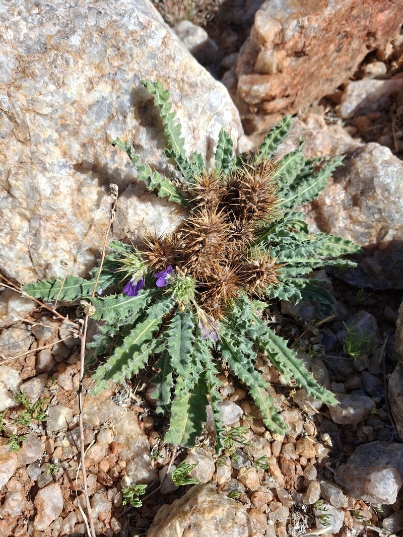 Acanthopsis nitida photo 4