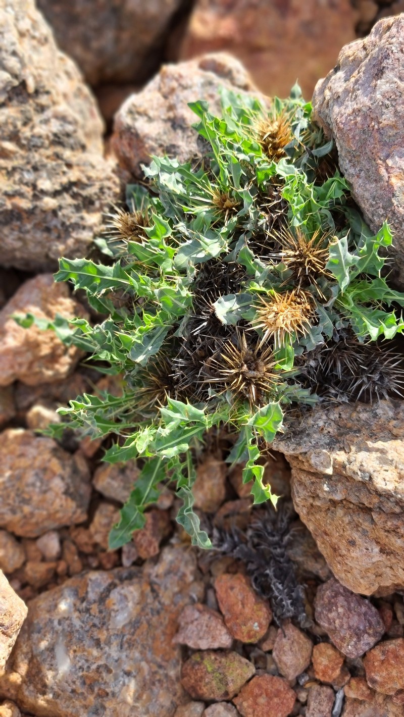 Acanthopsis nitida photo 5