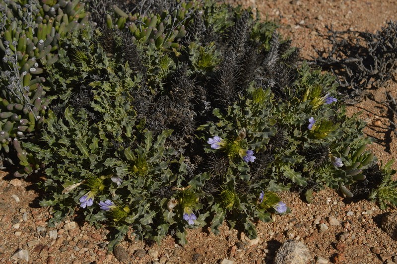 Acanthopsis nitida