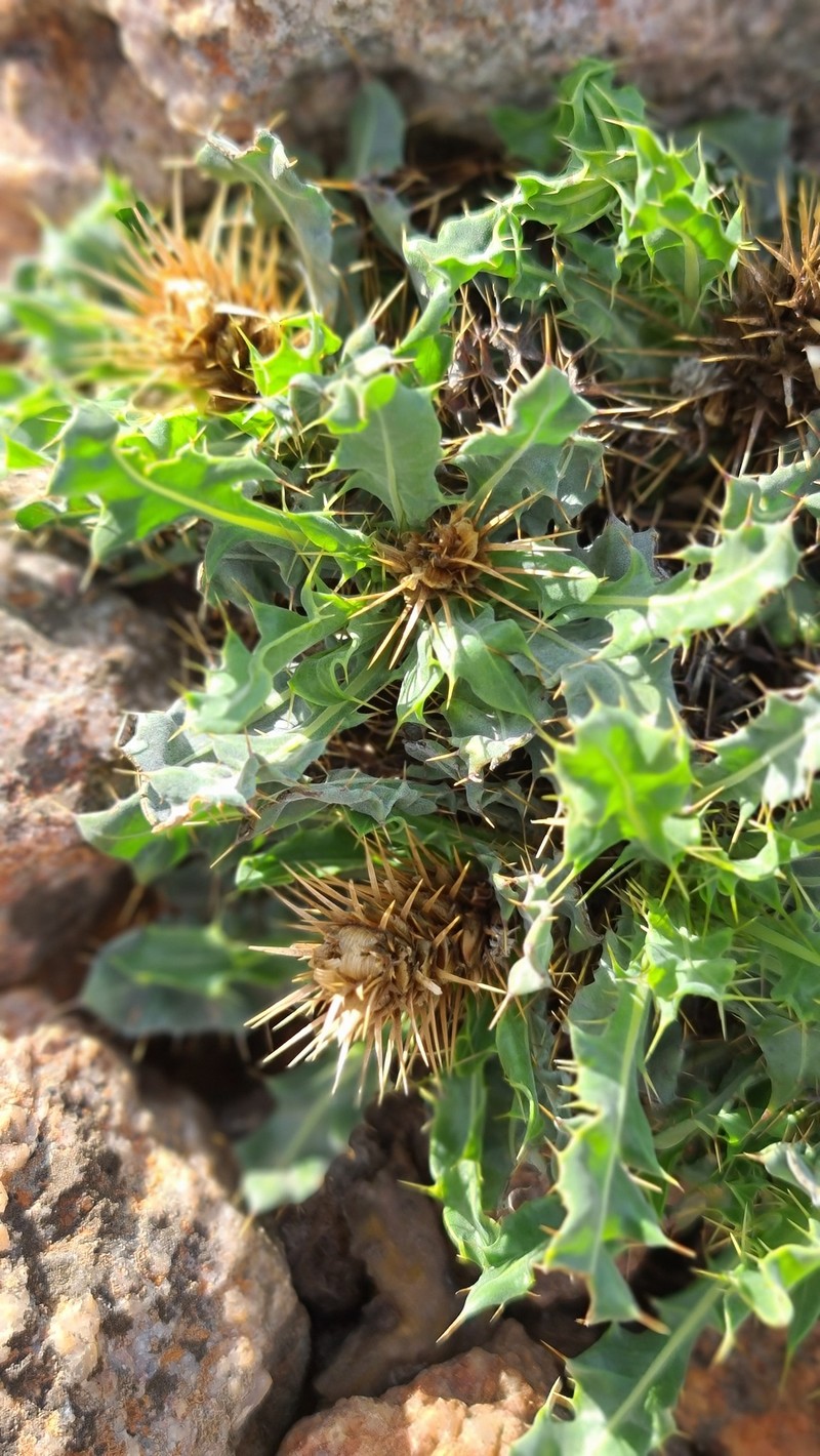 Acanthopsis nitida photo 3
