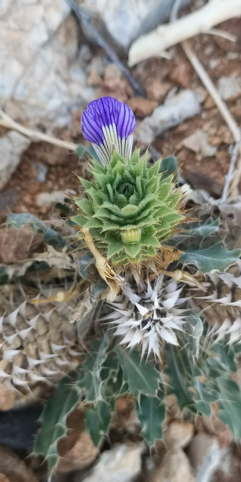 Acanthopsis pagodiformis