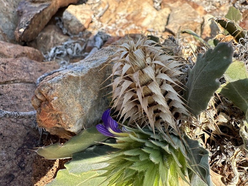 Acanthopsis pagodiformis photo 2