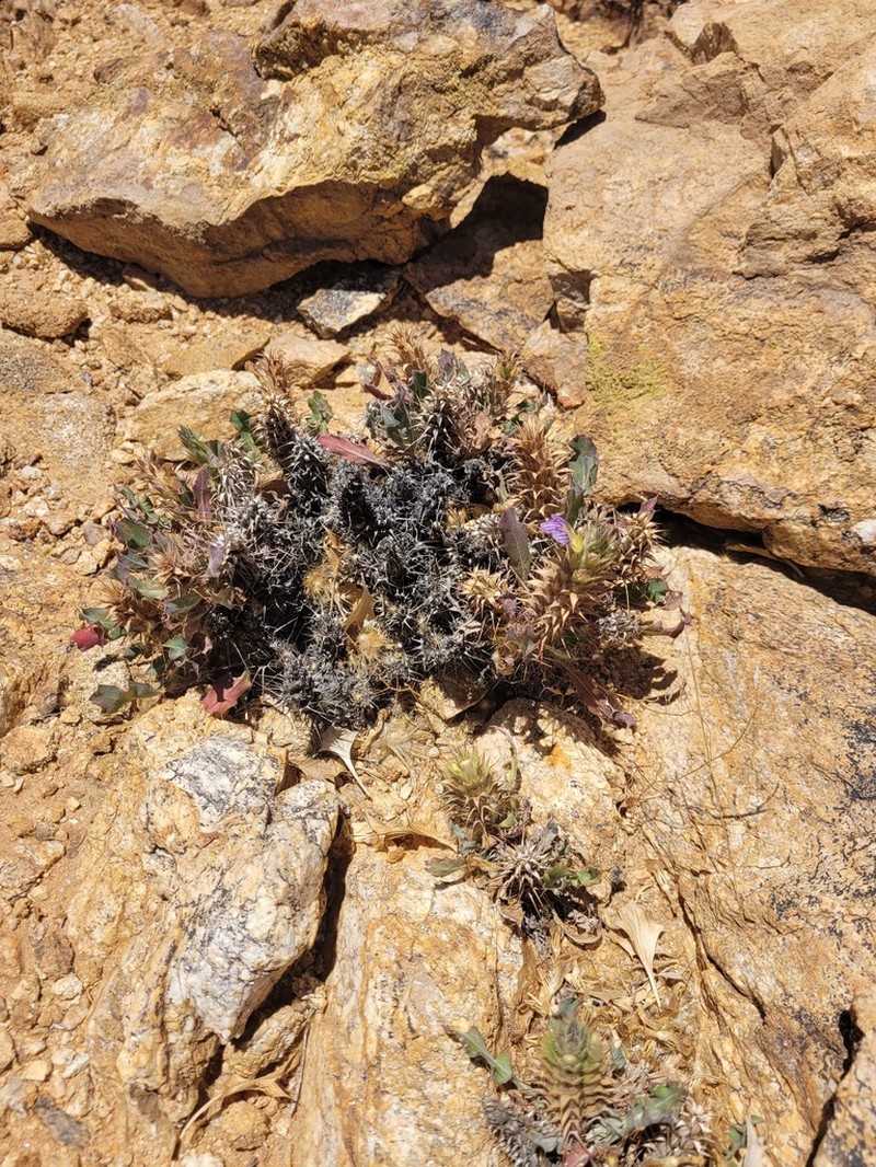 Acanthopsis pagodiformis photo 3