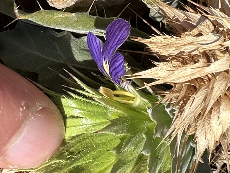 Acanthopsis pagodiformis photo 4