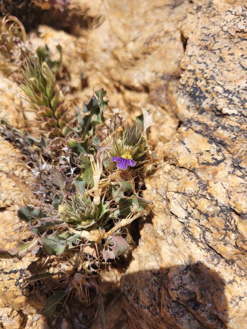 Acanthopsis pagodiformis photo 5