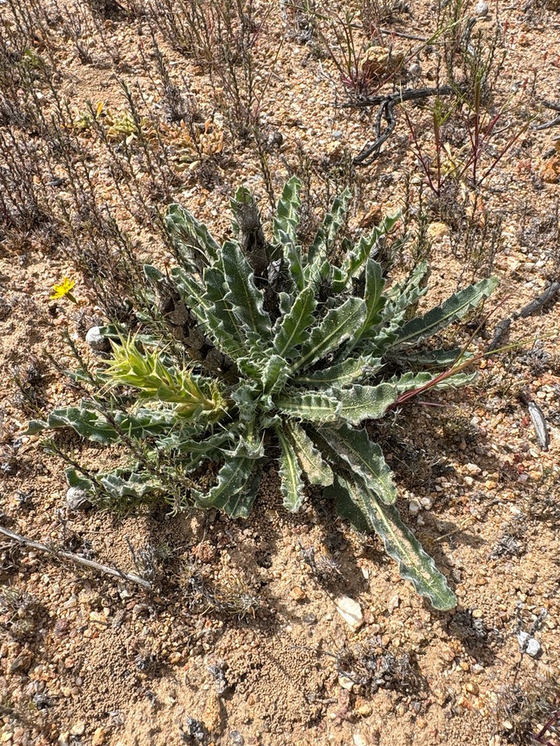Acanthopsis scullyi