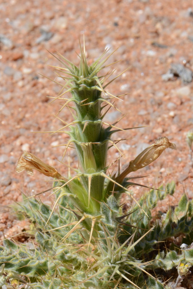 Acanthopsis scullyi photo 2