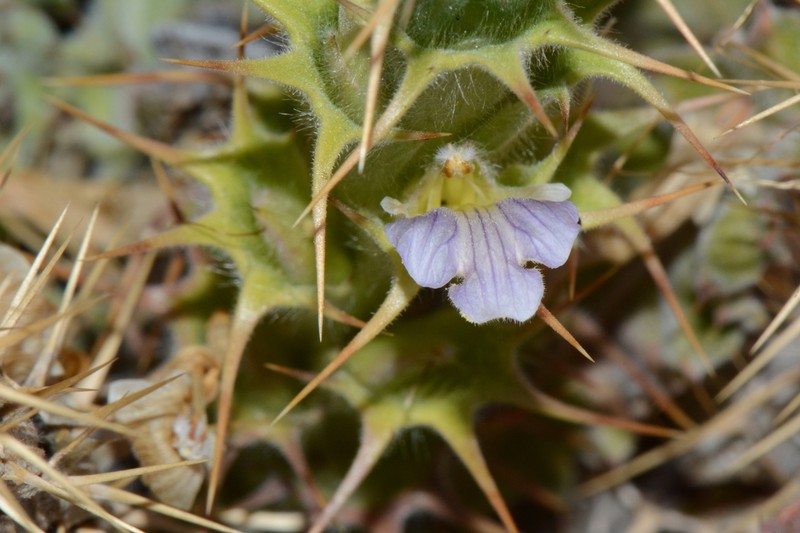 Acanthopsis scullyi photo 3