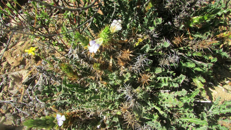 Acanthopsis scullyi photo 5