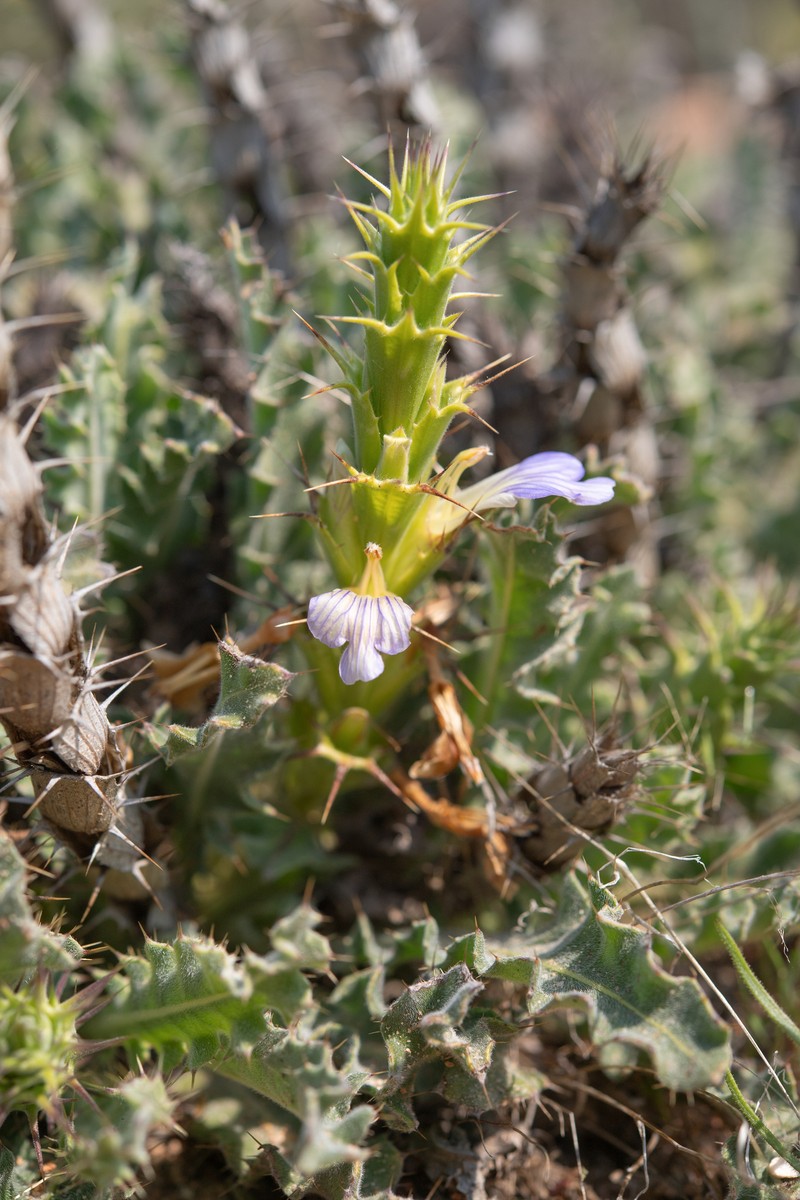 Acanthopsis scullyi photo 8