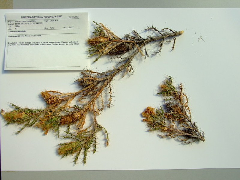 Acanthopsis spathularis
