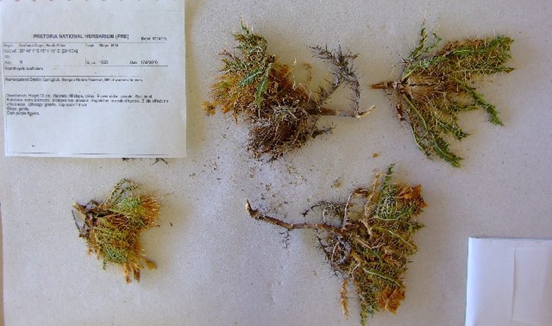 Acanthopsis spathularis photo 2