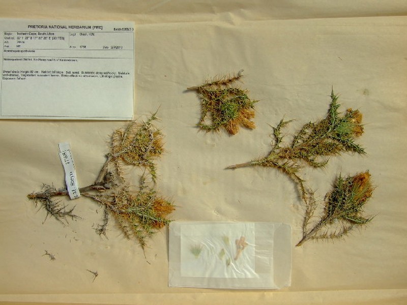 Acanthopsis spathularis photo 3