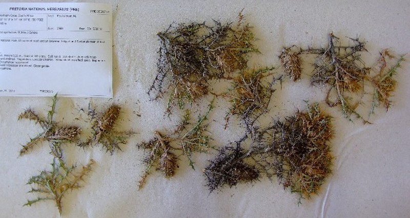 Acanthopsis spathularis photo 4