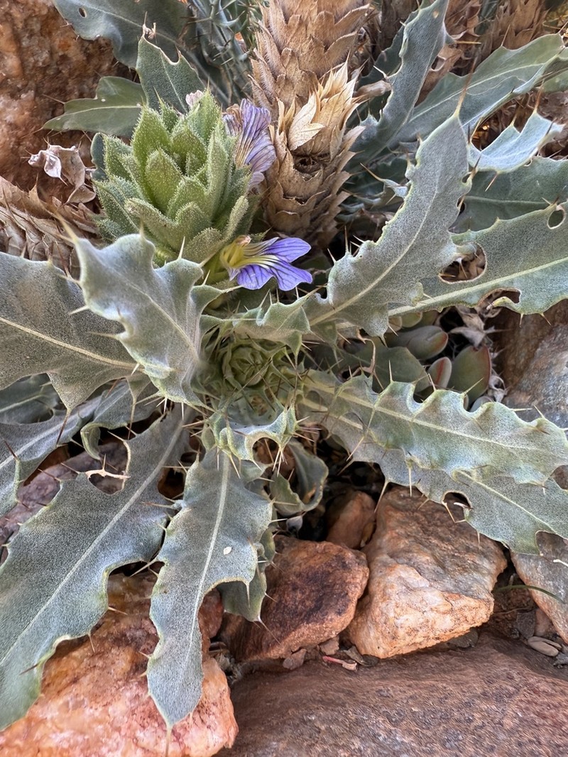 Acanthopsis tetragona