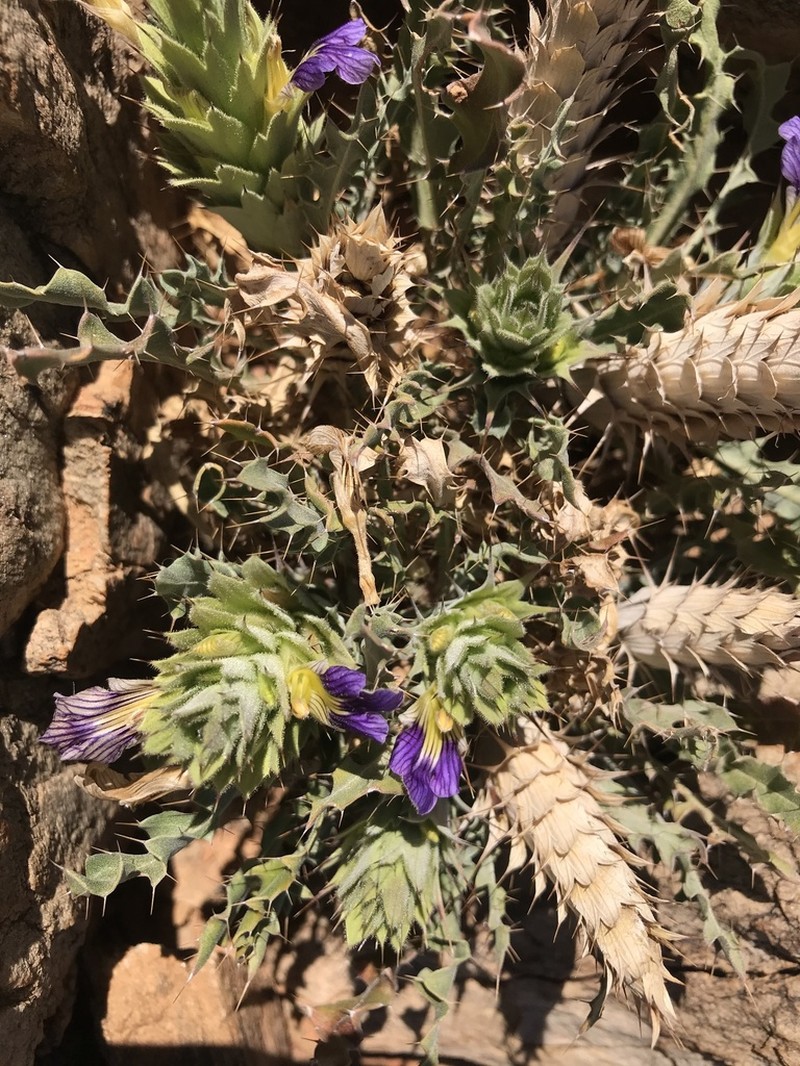 Acanthopsis tetragona photo 2